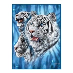 White tigers growling blue background