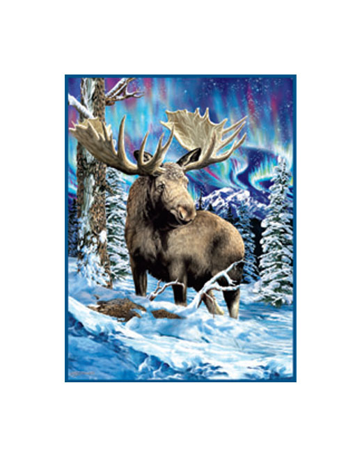 Alaskan Moose with antlers